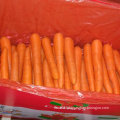 New Harvest of Good Quality Fresh Carrot